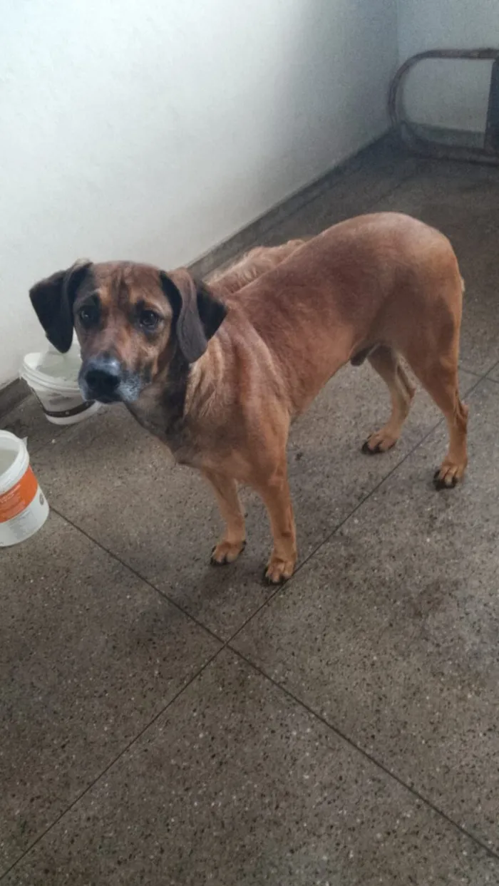 Cachorro raça Labrador idade 4 anos nome MOGLI 