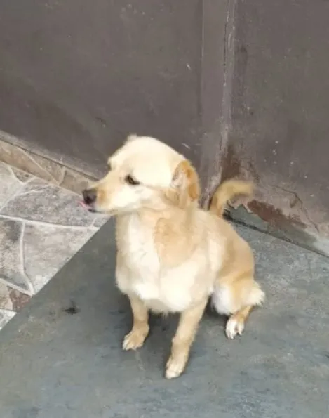 Cachorro raça SRD-ViraLata idade 6 ou mais anos nome Hanna