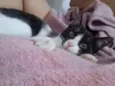 Frajolinha