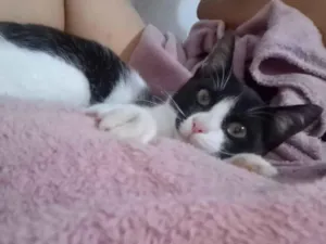 Gato raça SRD-ViraLata idade 2 a 6 meses nome Frajolinha