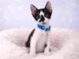 Gatos bebês 