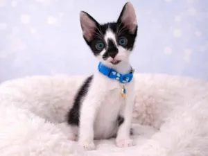 Gato raça SRD-ViraLata idade 2 a 6 meses nome Gatos bebês 