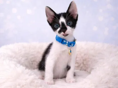 Gato raça SRD-ViraLata idade 2 a 6 meses nome Gatos bebês 