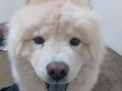Cachorro raça Chow Chow idade 2 a 6 meses nome jeff