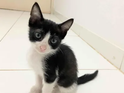 Gato raça SRD-ViraLata idade Abaixo de 2 meses nome Gatinha