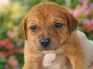 Cachorro raça SRD-ViraLata idade Abaixo de 2 meses nome Babalu