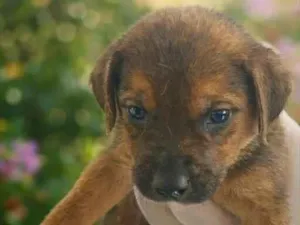 Cachorro raça SRD-ViraLata idade Abaixo de 2 meses nome Pretinha 
