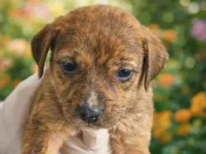 Cachorro raça SRD-ViraLata idade Abaixo de 2 meses nome Rajadinha