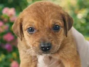 Cachorro raça SRD-ViraLata idade Abaixo de 2 meses nome Chorona