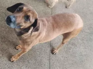 Cachorro raça Labrador idade 4 anos nome MOGLI 
