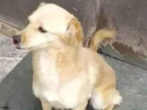 Cachorro raça SRD-ViraLata idade 6 ou mais anos nome Hanna