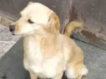 Cachorro raça SRD-ViraLata idade 6 ou mais anos nome Hanna