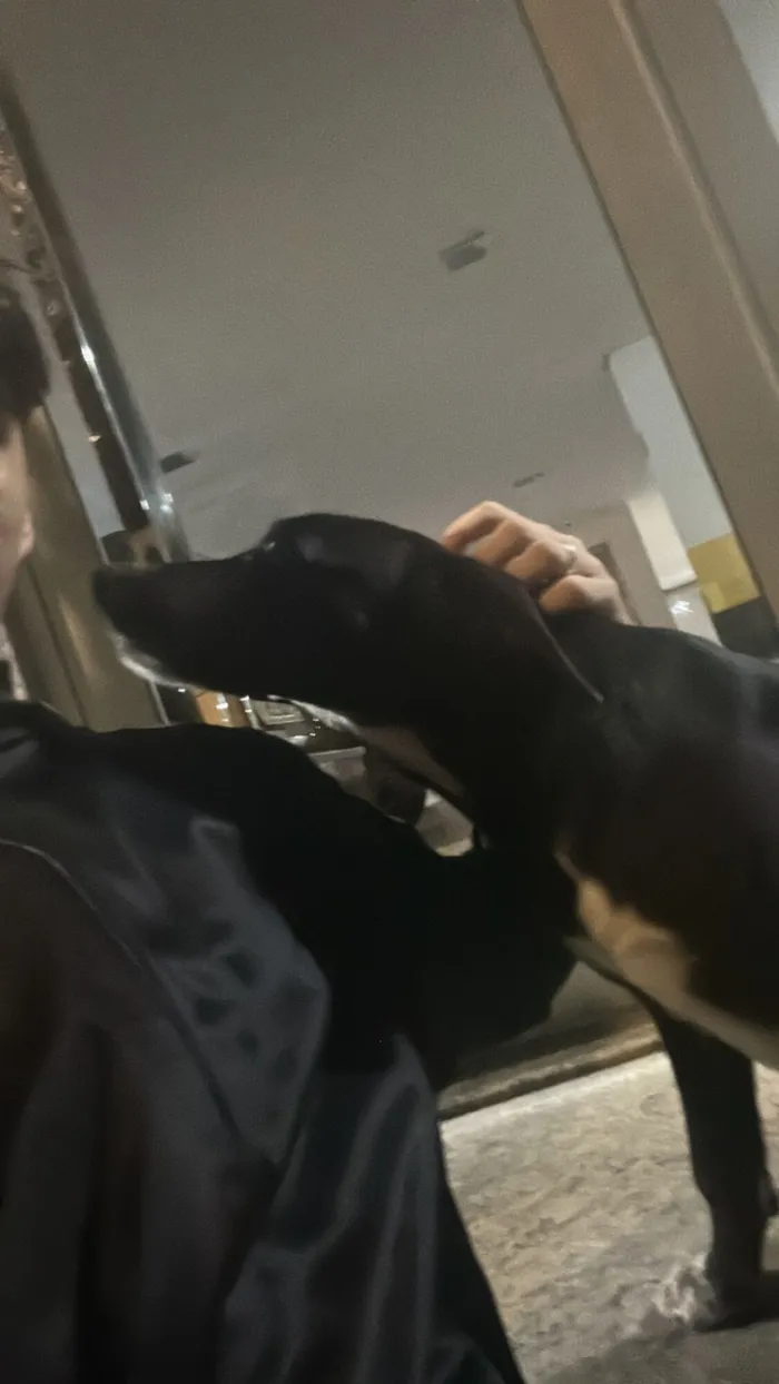 Cachorro raça SRD-ViraLata idade 5 anos nome Zeus