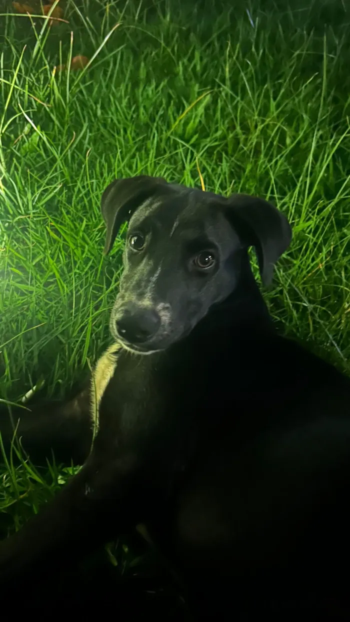 Cachorro raça SRD-ViraLata idade 5 anos nome Zeus