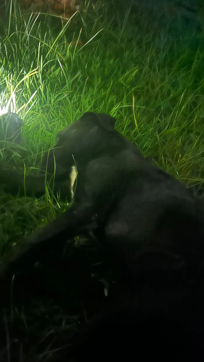 Cachorro raça SRD-ViraLata idade 5 anos nome Zeus