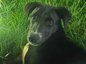 Cachorro raça SRD-ViraLata idade 5 anos nome Zeus