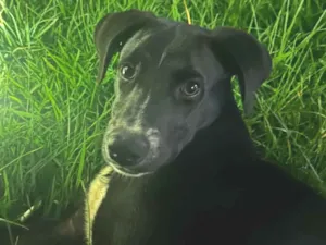 Cachorro raça SRD-ViraLata idade 5 anos nome Zeus