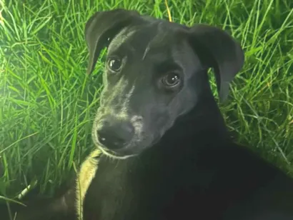 Cachorro raça SRD-ViraLata idade 5 anos nome Zeus