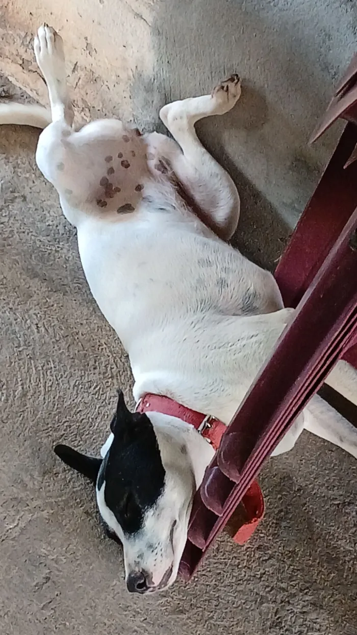 Cachorro raça SRD-ViraLata idade 1 ano nome Luna