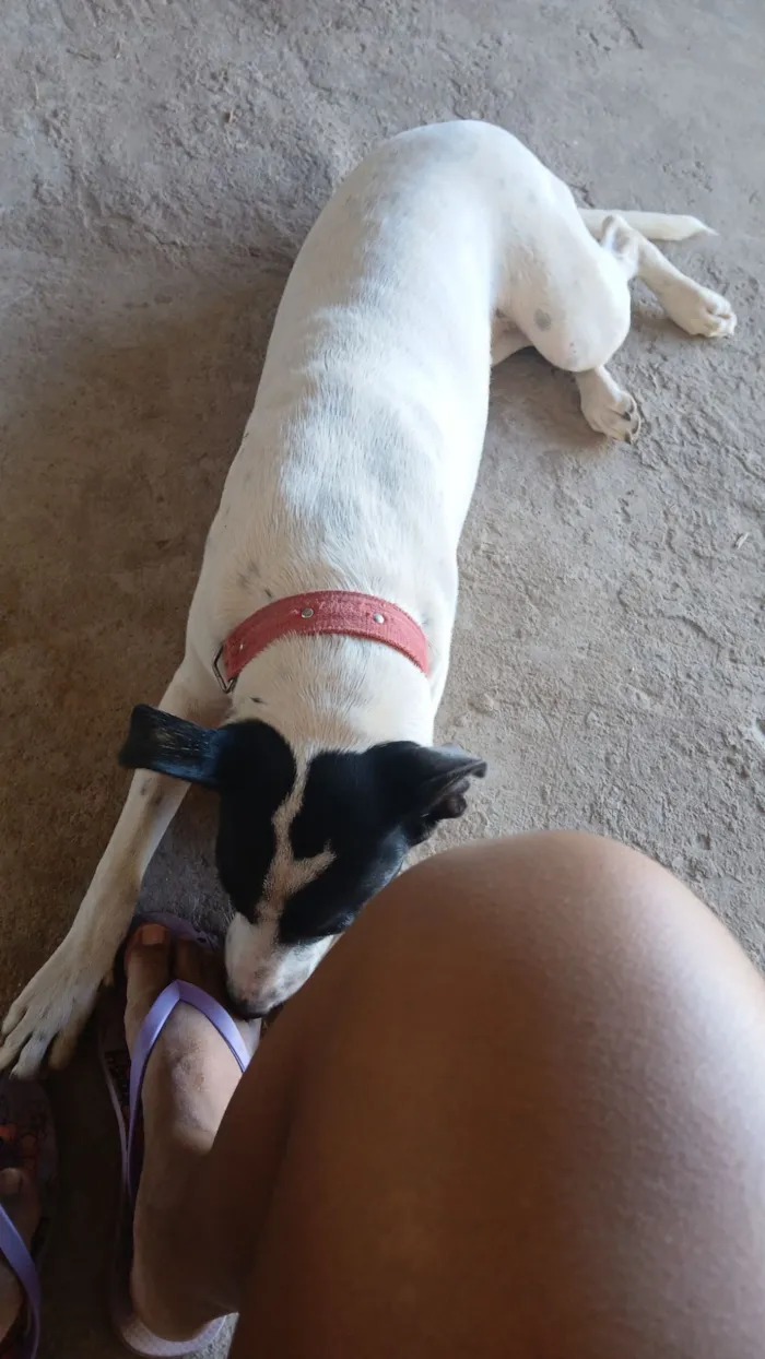 Cachorro raça SRD-ViraLata idade 1 ano nome Luna