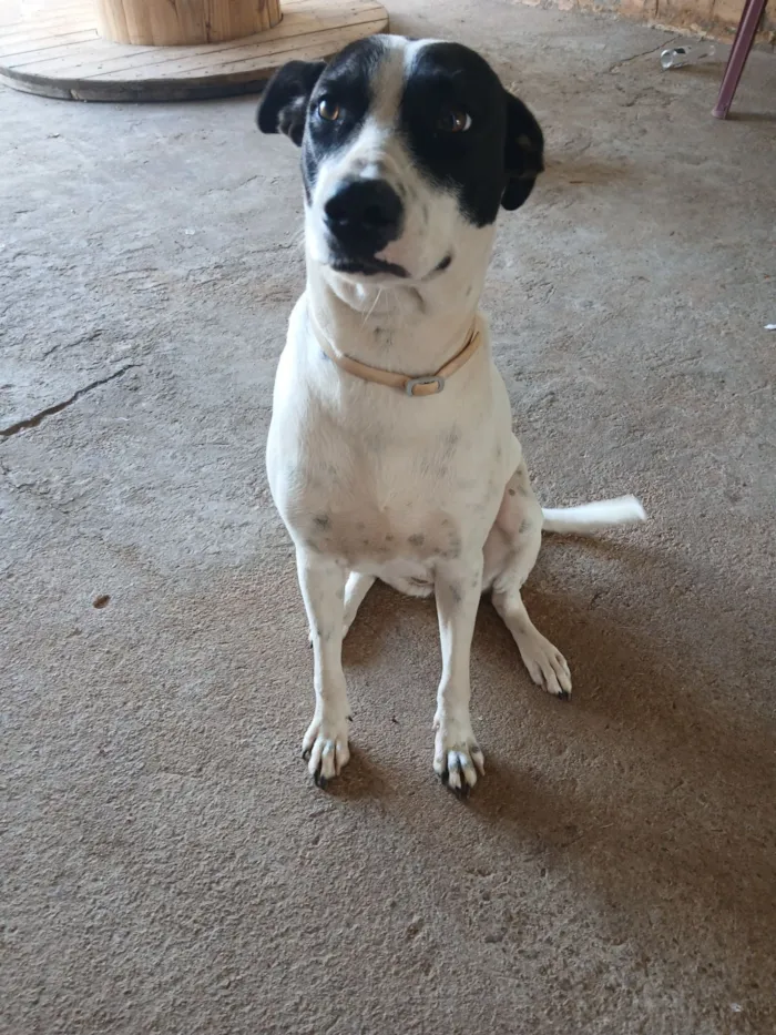 Cachorro raça SRD-ViraLata idade 1 ano nome Luna