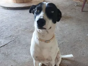 Cachorro raça SRD-ViraLata idade 1 ano nome Luna