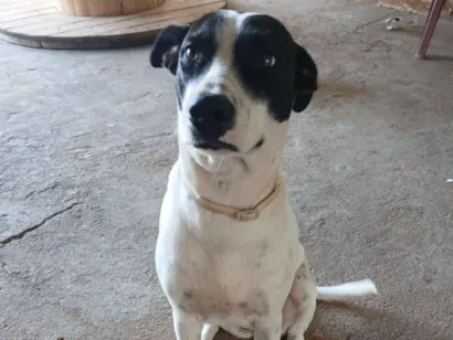 Cachorro raça SRD-ViraLata idade 1 ano nome Luna