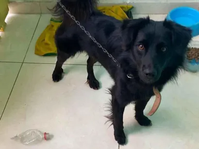 Cachorro raça SRD-ViraLata idade 1 ano nome Latrell 