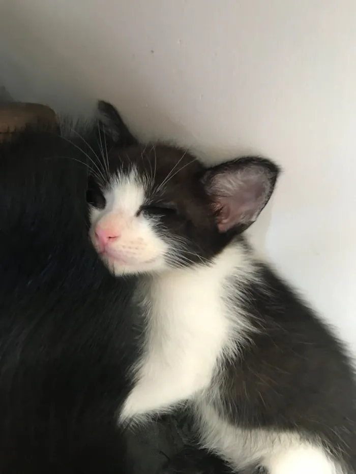 Gato raça SRD-ViraLata idade Abaixo de 2 meses nome Reginelson