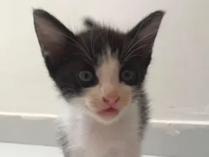 Gato raça SRD-ViraLata idade Abaixo de 2 meses nome Reginelson