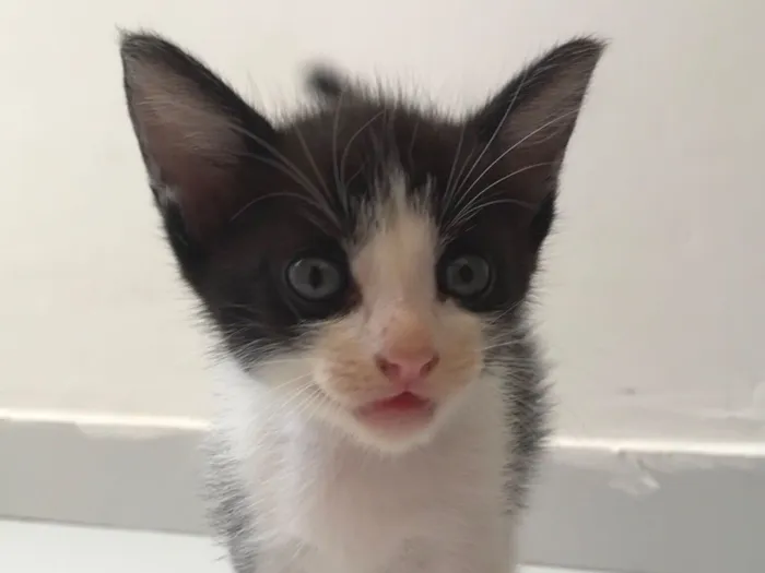 Gato raça SRD-ViraLata idade Abaixo de 2 meses nome Reginelson