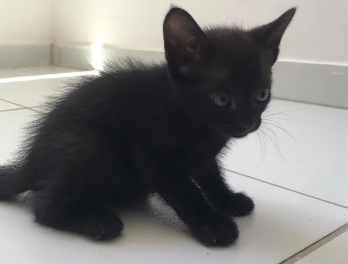 Gato raça SRD-ViraLata idade Abaixo de 2 meses nome Miau 