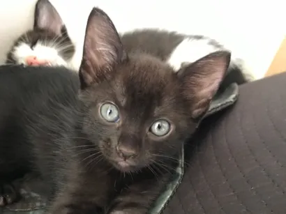 Gato raça SRD-ViraLata idade Abaixo de 2 meses nome Miau 