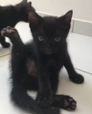 Gato raça SRD-ViraLata idade Abaixo de 2 meses nome Dorginéia