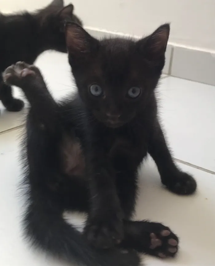 Gato raça SRD-ViraLata idade Abaixo de 2 meses nome Dorginéia