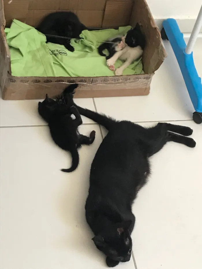 Gato raça SRD-ViraLata idade Abaixo de 2 meses nome Dorginéia