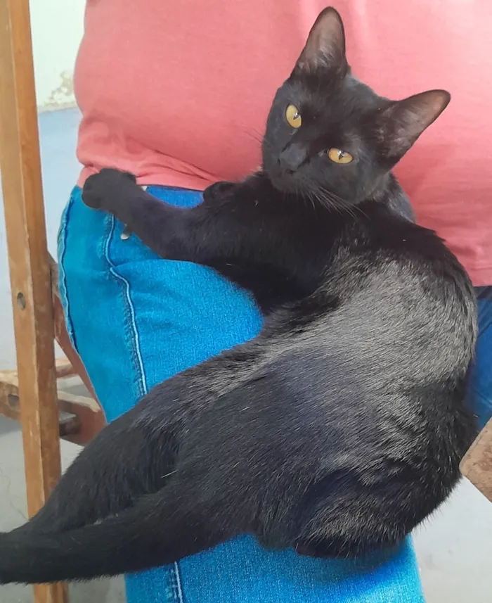 Gato raça SRD-ViraLata idade 7 a 11 meses nome Pantera