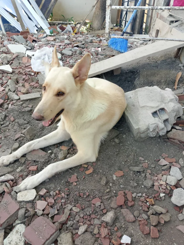 Cachorro raça Pastor Alemão idade 2 anos nome Kiara 