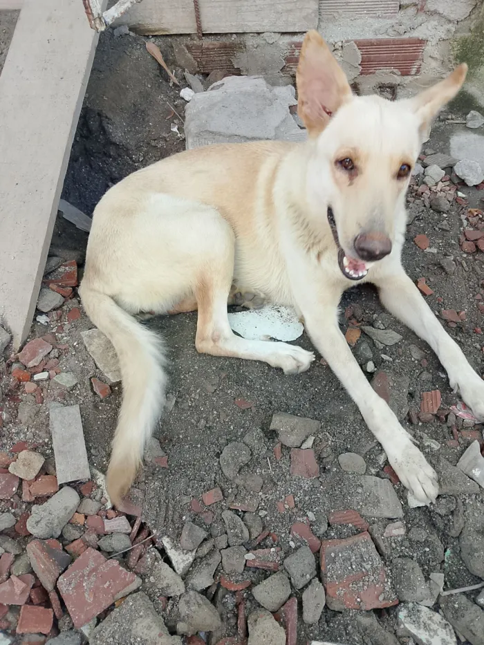 Cachorro raça Pastor Alemão idade 2 anos nome Kiara 