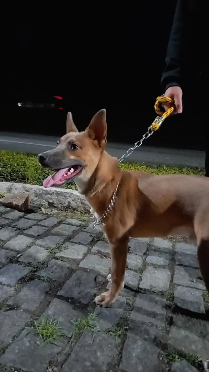 Cachorro raça Basset-Cofap idade 3 anos nome Zazzu