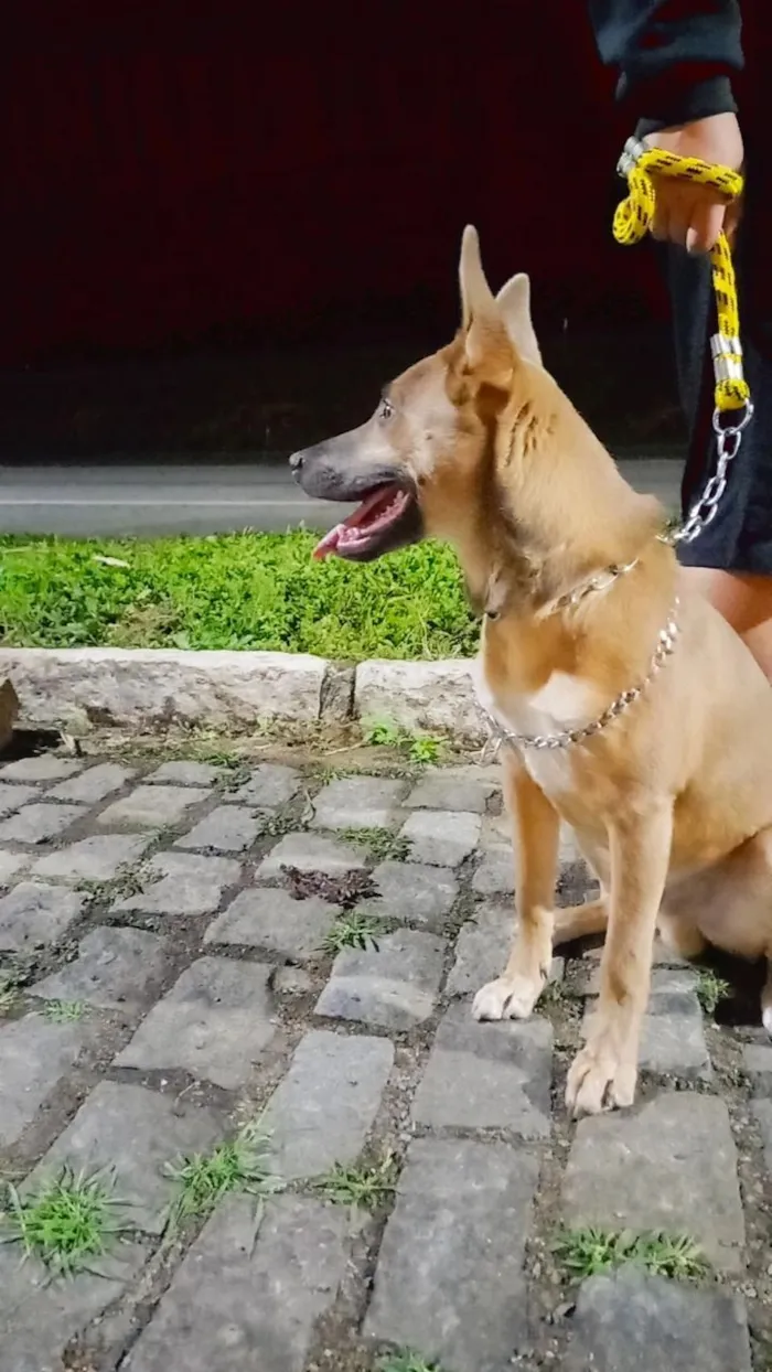 Gato raça SRD-ViraLata idade 3 anos nome Zazzu