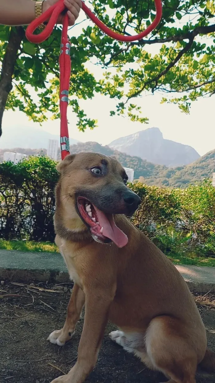 Gato raça SRD-ViraLata idade 3 anos nome Zazzu