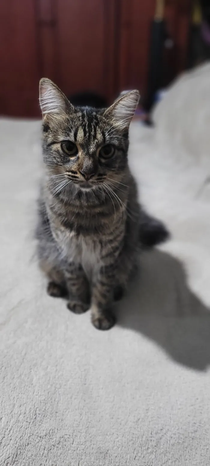 Gato raça SRD-ViraLata idade 1 ano nome Regina