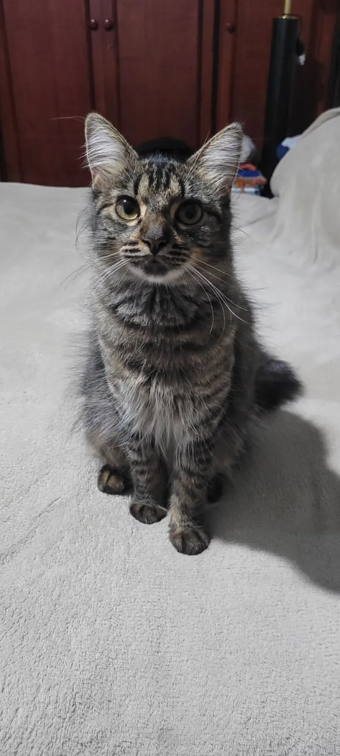 Gato raça SRD-ViraLata idade 1 ano nome Regina