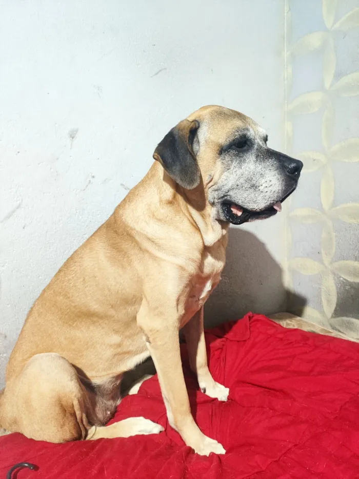 Cachorro raça Fila idade 6 ou mais anos nome Galáxia