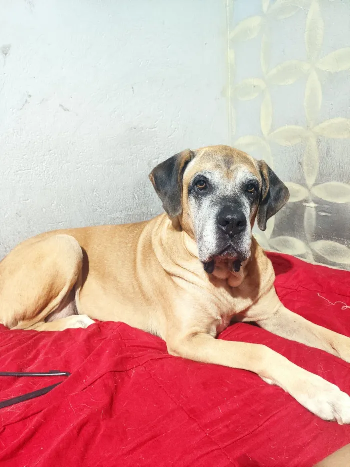 Cachorro raça Fila idade 6 ou mais anos nome Galáxia