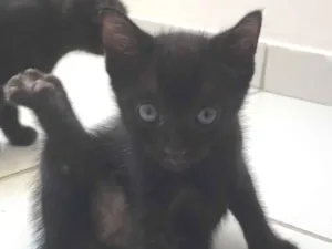 Gato raça SRD-ViraLata idade Abaixo de 2 meses nome Dorginéia