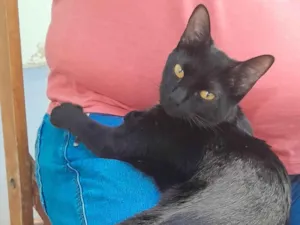 Gato raça SRD-ViraLata idade 7 a 11 meses nome Pantera