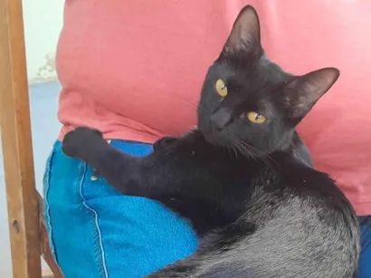 Gato raça SRD-ViraLata idade 7 a 11 meses nome Pantera