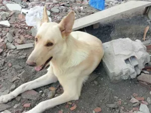 Cachorro raça Pastor Alemão idade 2 anos nome Kiara 